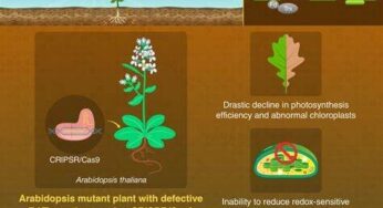 IoT Sensors for Continuous Monitoring of Crop Photosynthesis Rates