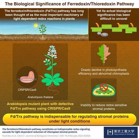 The Importance of Monitoring Photosynthesis