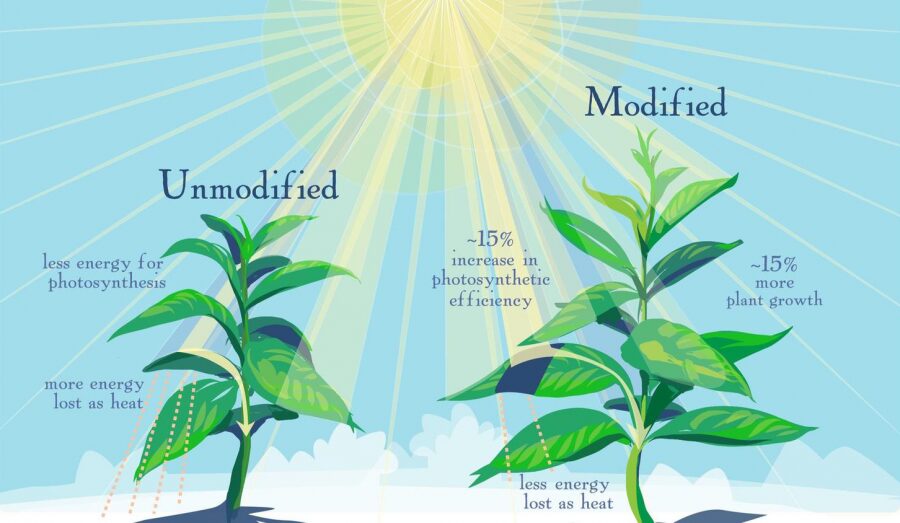 The Future of Photosynthesis Monitoring