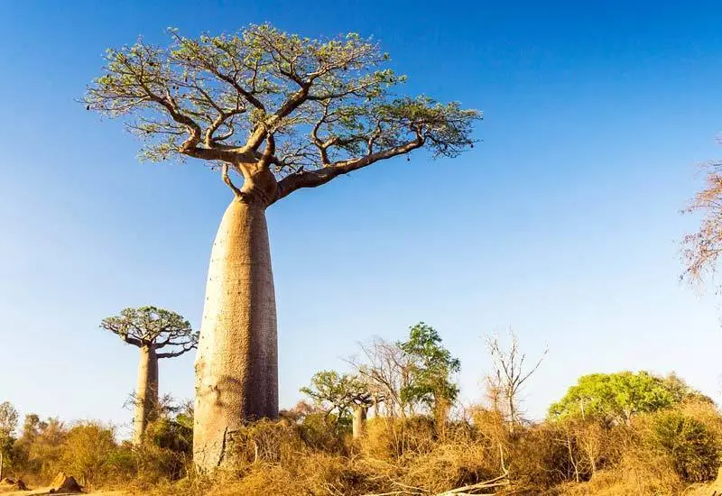 Baobab The Tree of Life