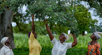 10 Time‑Tested African Eco‑Friendly Traditions the World Can Learn From
