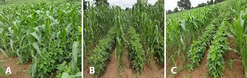 Ghana & Mixed Cropping