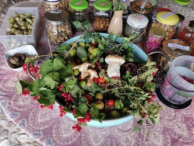 Herbal Medicine & Foraging