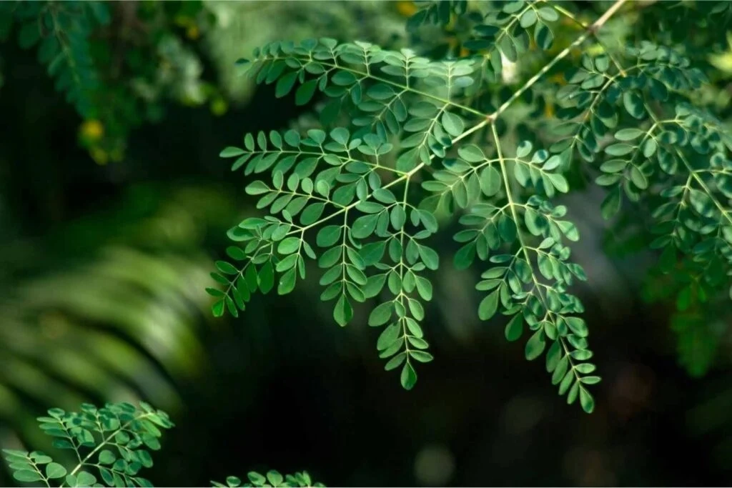 Moringa Miracle leaf