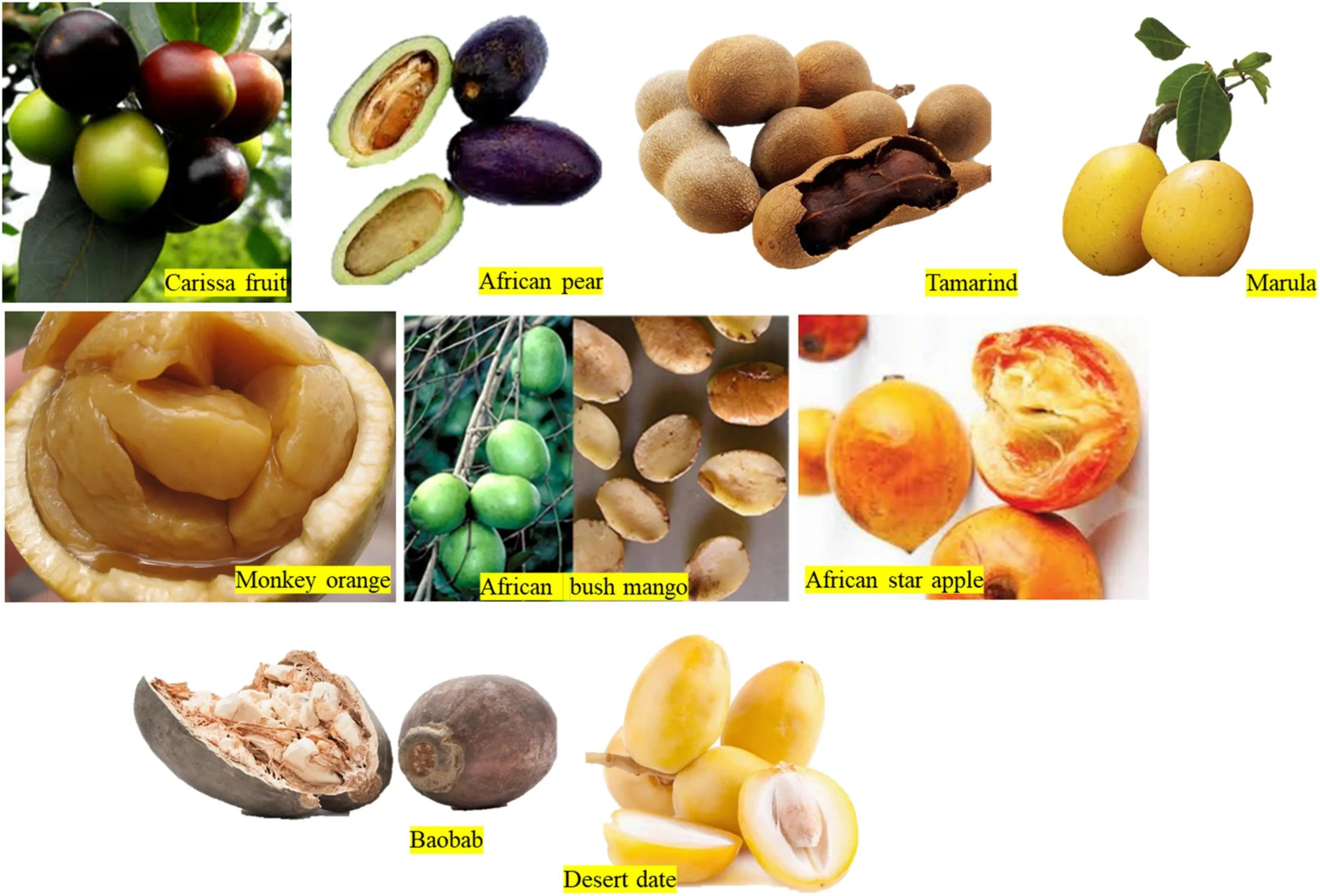 Regional Variety of diets