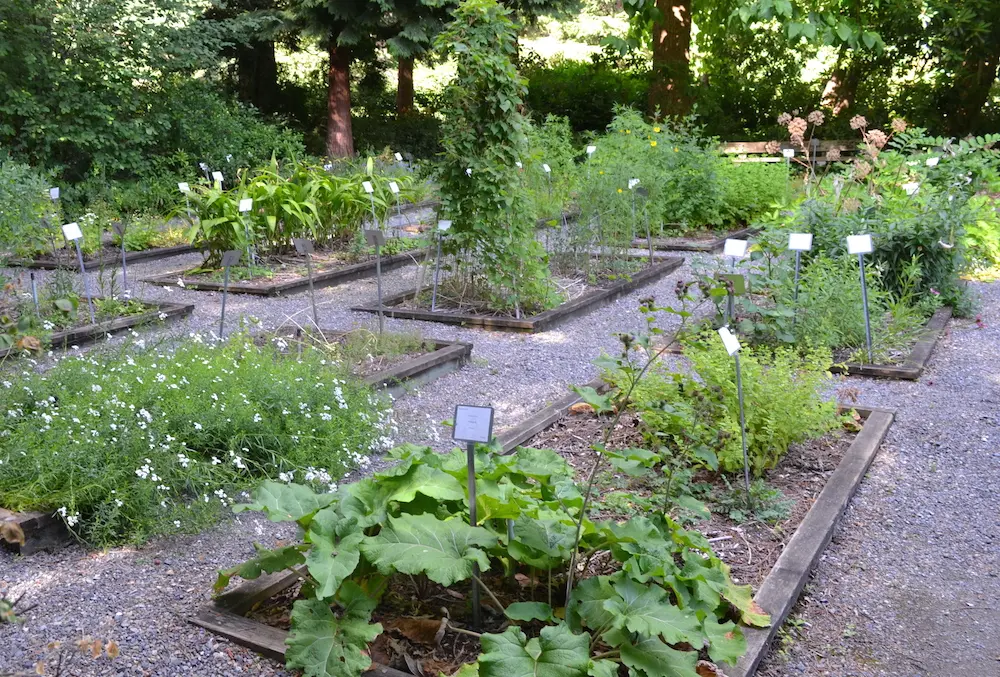 Herbal Medicine and Permaculture Gardens